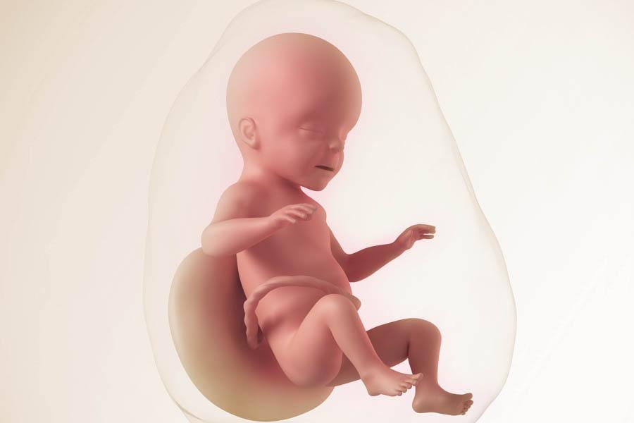 Pregnancy Week 26 Baby beige